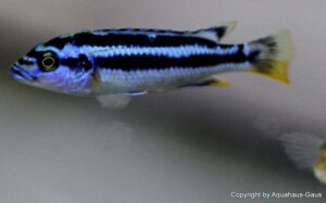 Melanochromis kaskazini Arten