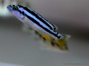 Melanochromis kaskazini 'Cape Kaiser'