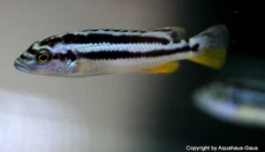 Melanochromis kaskazini 'Cape Kaiser'