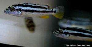 Melanochromis kaskazini 'Cape Kaiser'