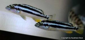 Melanochromis kaskazini 'Cape Kaiser'