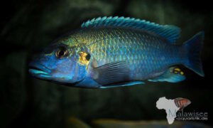 Melanochromis lepidiadaptes 'Makanjila Point'