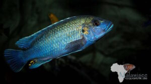 Melanochromis lepidiadaptes 'Makanjila Point'