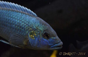 Melanochromis lepidiadaptes 'Makanjila Point'