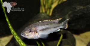 Melanochromis lepidiadaptes 'Makanjila Point'
