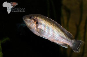Melanochromis lepidiadaptes 'Makanjila Point'
