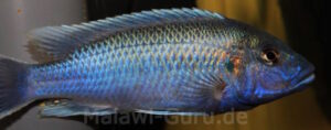 Melanochromis lepidiadaptes