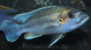 Melanochromis lepidiadaptes 'Makanjila Point'