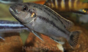 Melanochromis lepidiadaptes 'Makanjila Point'