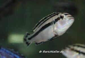 Melanochromis loriae