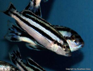 Melanochromis loriae 'Chizumulu Island'