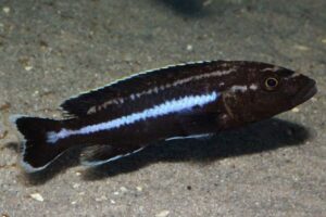 Melanochromis melanopterus 'Likoma Island'
