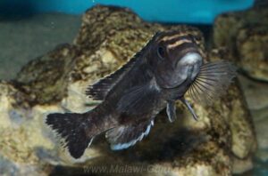 Melanochromis melanopterus 'Likoma Island'