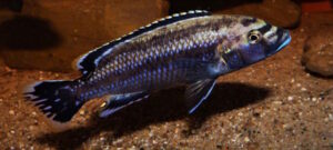 Melanochromis melanopterus
