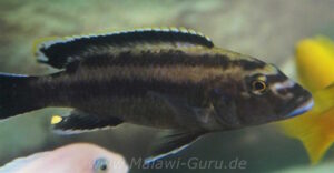Melanochromis melanopterus 'Undu Reef'