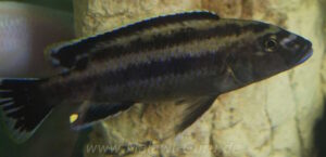 Melanochromis melanopterus 'Undu Reef'