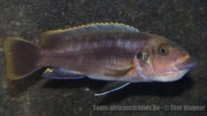 Melanochromis mpoto 'Mphanga Rocks'