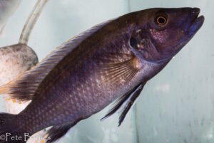 Melanochromis mpoto 'Ruarwe'