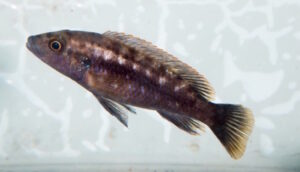 Melanochromis mpoto 'Ruarwe'