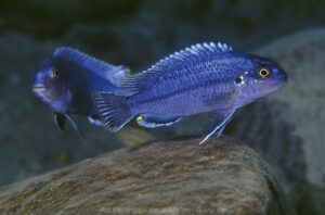 Melanochromis wochepa 'Lumessi'