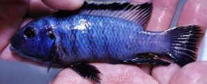 Petrotilapia chrysos 'Nkolongwe'