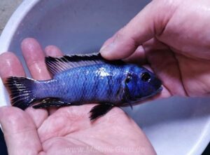 Petrotilapia chrysos 'Nkolongwe'