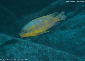 Petrotilapia flaviventris 'Chiwi Rock'