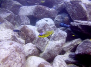 Petrotilapia flaviventris 'Chizumulu Island'