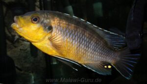 Petrotilapia genalutea 'Chimwalani'