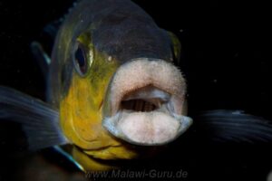 Petrotilapia genalutea 'Chimwalani'