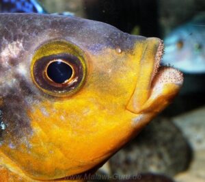 Petrotilapia genalutea 'Chimwalani'