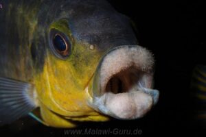 Petrotilapia genalutea 'Chimwalani'