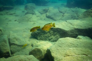 Petrotilapia genalutea 'Mdowe'