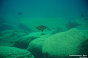 Petrotilapia genalutea 'Ngwasi'