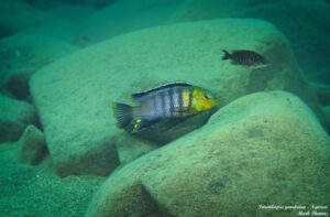 'Ngwasi' Petrotilapia genalutea 'Ngwasi'