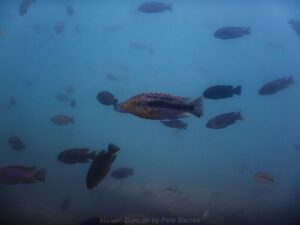 Petrotilapia genalutea 'Chilumba'