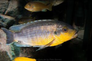 Petrotilapia genalutea 'Chilumba' Galerie Petrotilapia genalutea