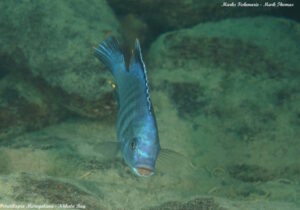 Petrotilapia microgalana 'Nkhata Bay'