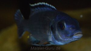 Petrotilapia pyroscelos 'Chizumulu Island'