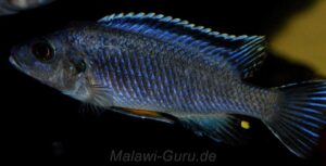 Petrotilapia pyroscelos 'Chizumulu Island'