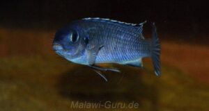 Petrotilapia pyroscelos 'Chizumulu Island'