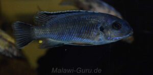 Petrotilapia pyroscelos 'Chizumulu Island'