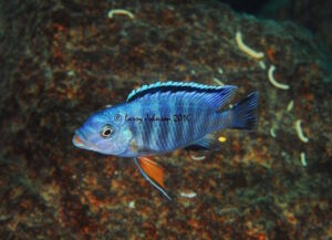 Petrotilapia pyroscelos