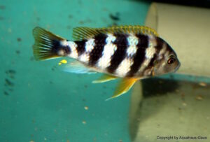 'chitimba' Petrotilapia sp. 'chitimba'