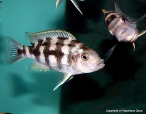 'chitimba' Petrotilapia sp. 'chitimba'