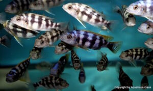 Petrotilapia sp. 'chitimba'