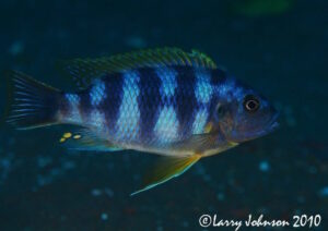 'chitimba' Petrotilapia sp. 'chitimba'