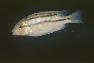 'fuscous' Fuawe Island Petrotilapia sp. 'fuscous'