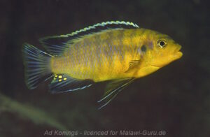 Petrotilapia sp. 'mumbo yellow'