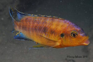 Petrotilapia sp. 'mumbo yellow'